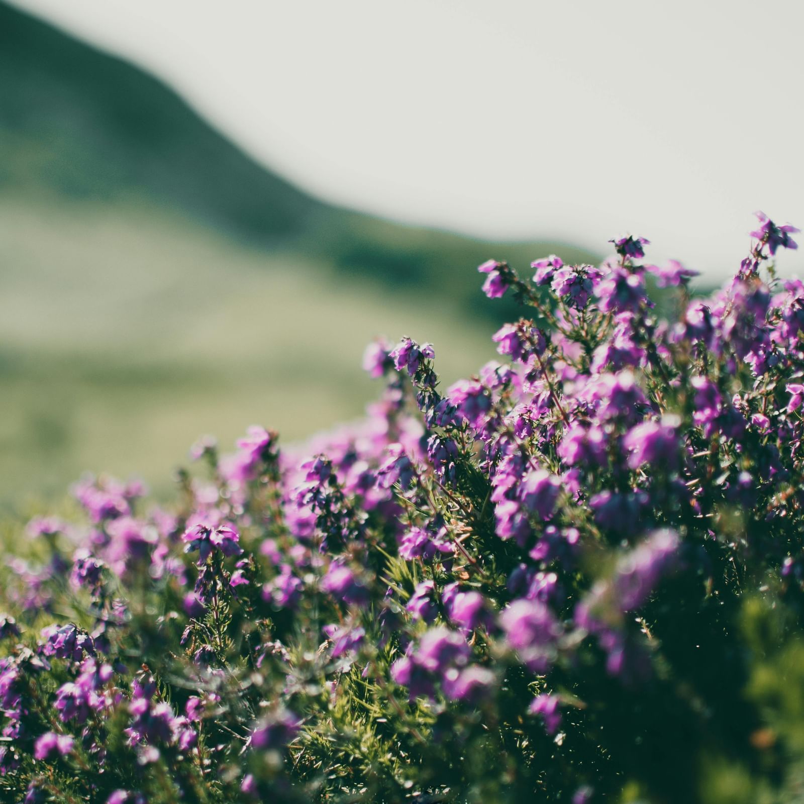 Blooming flowers in a meadow with rolling hills in the background.