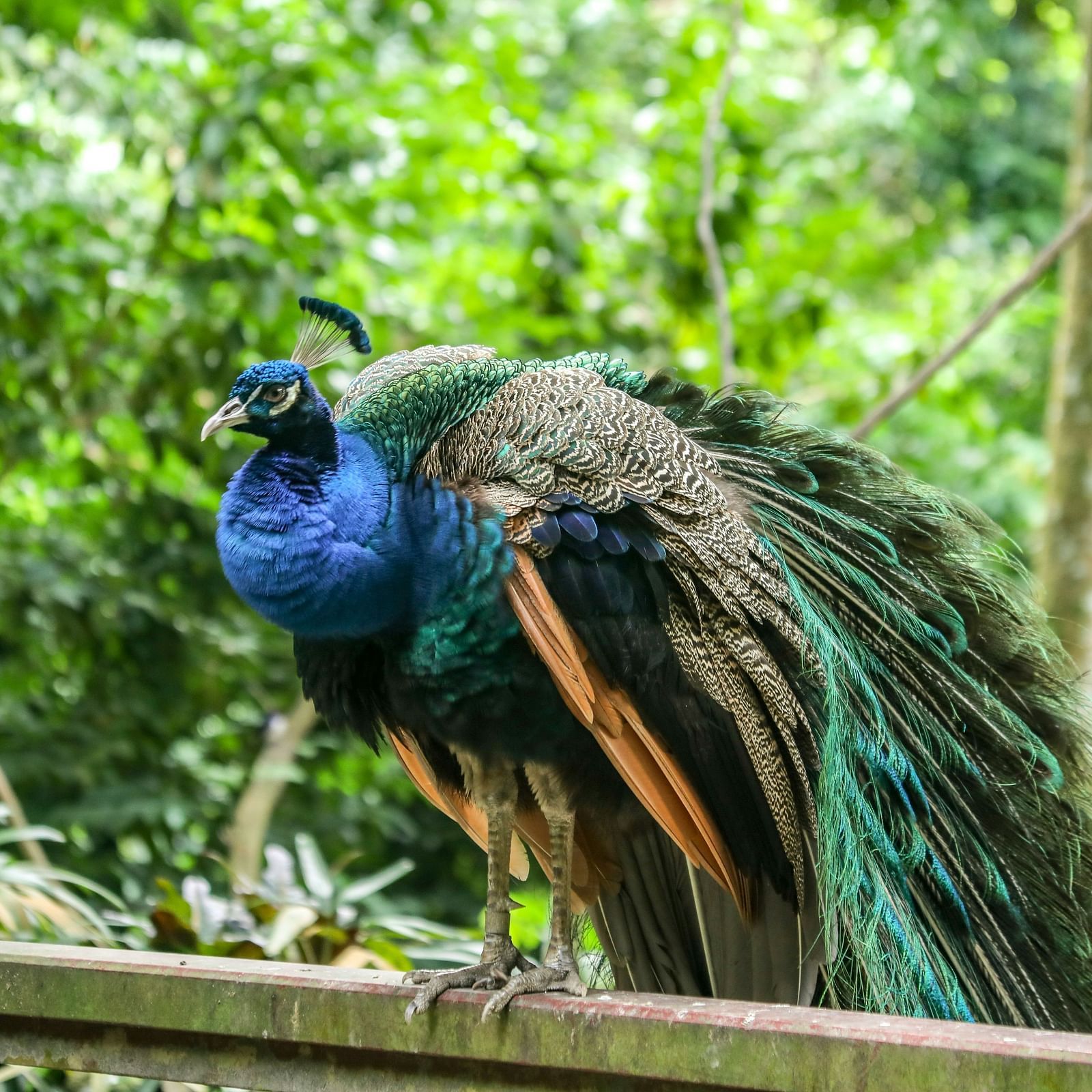A majestic peacock perched on a railing, surrounded by lush greenery in a tropical setting.