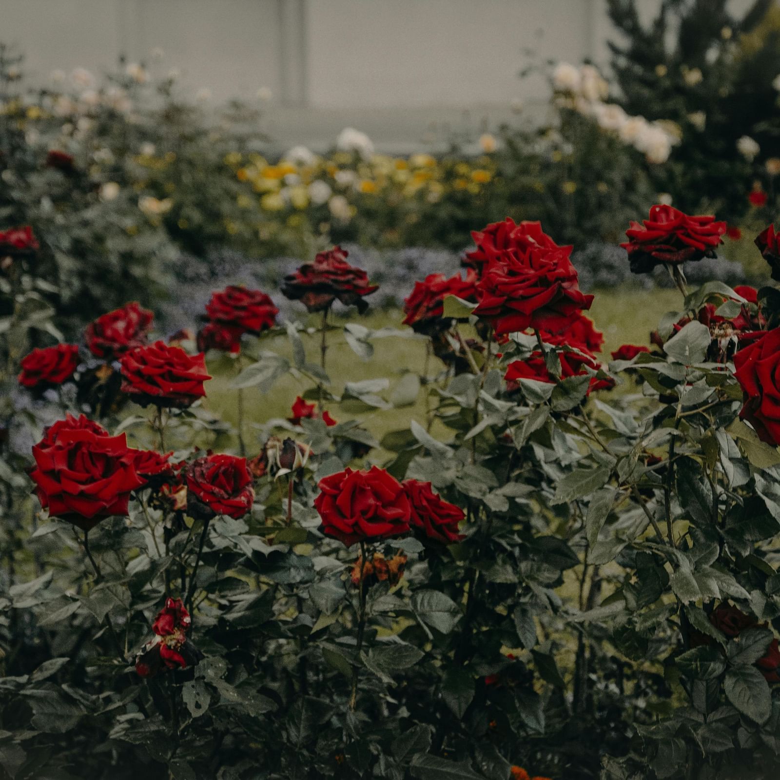 A garden with several dark red roses in bloom against a backdrop of green foliage.
