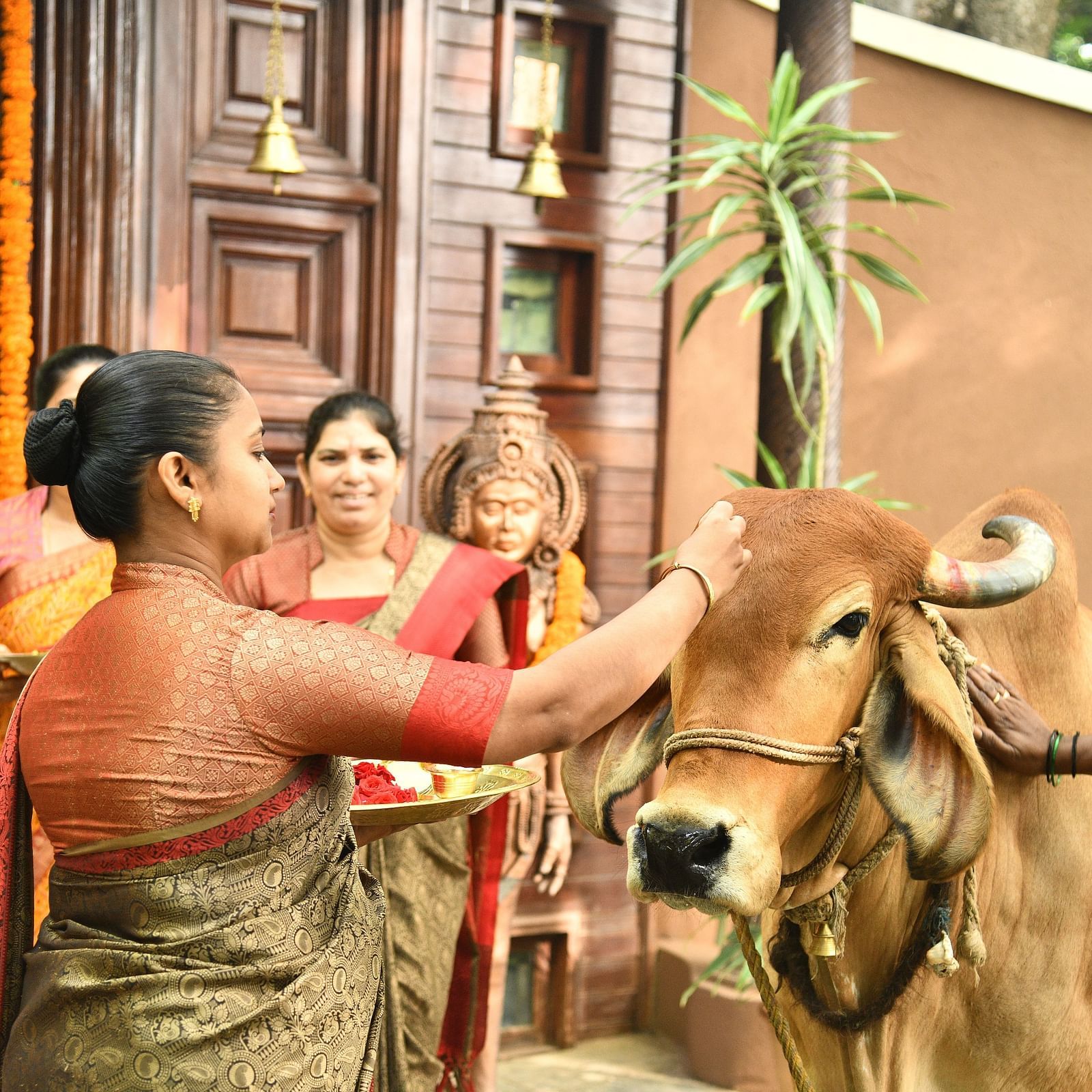 staff worshipping the divine cow at hoysala village resort, hassan