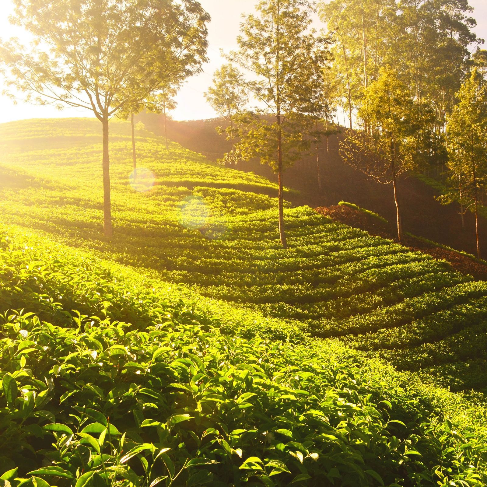 Tea gardens during golden hour