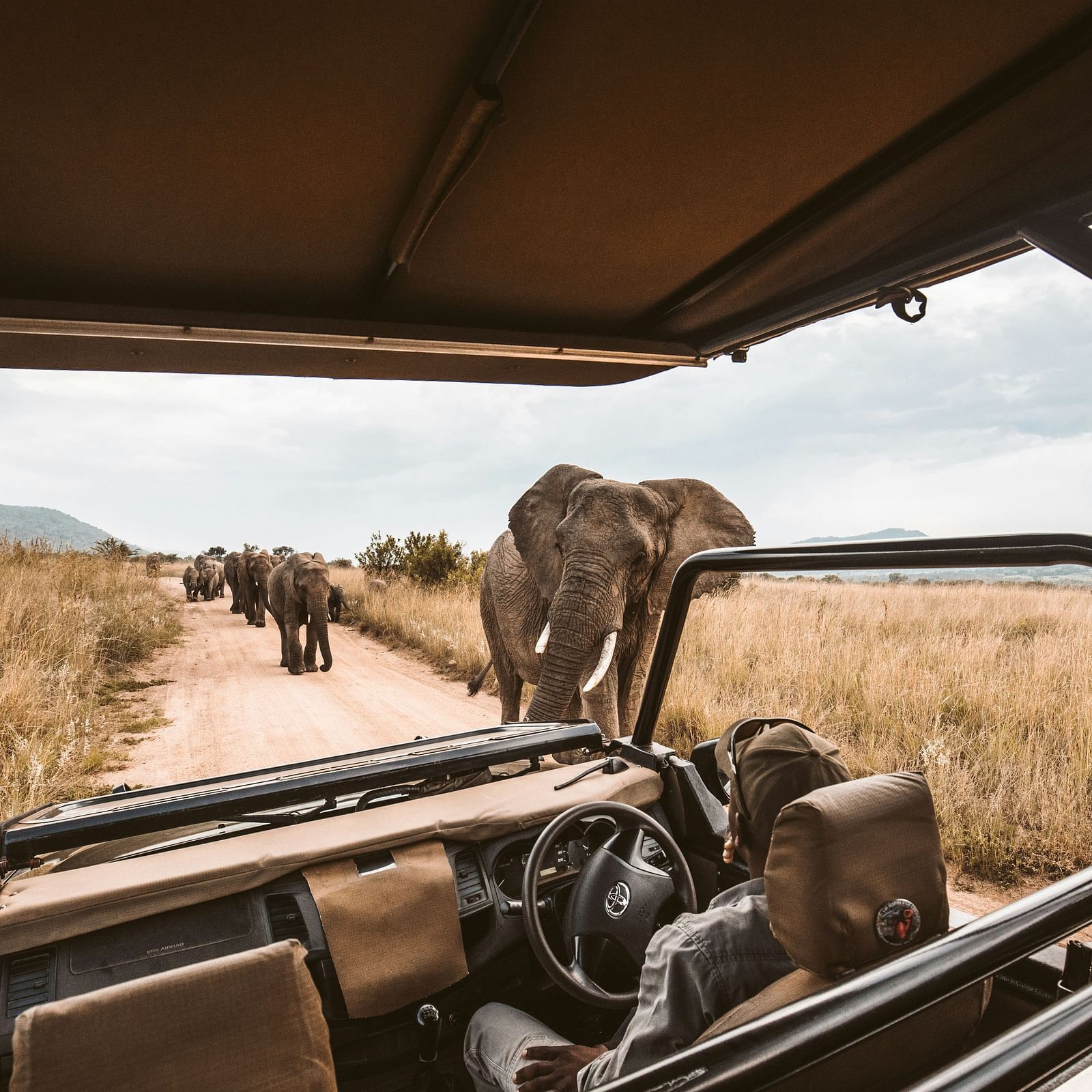 A safari jeep with a guide inside drives along a dirt road as a herd of elephants moves by in the distance.
