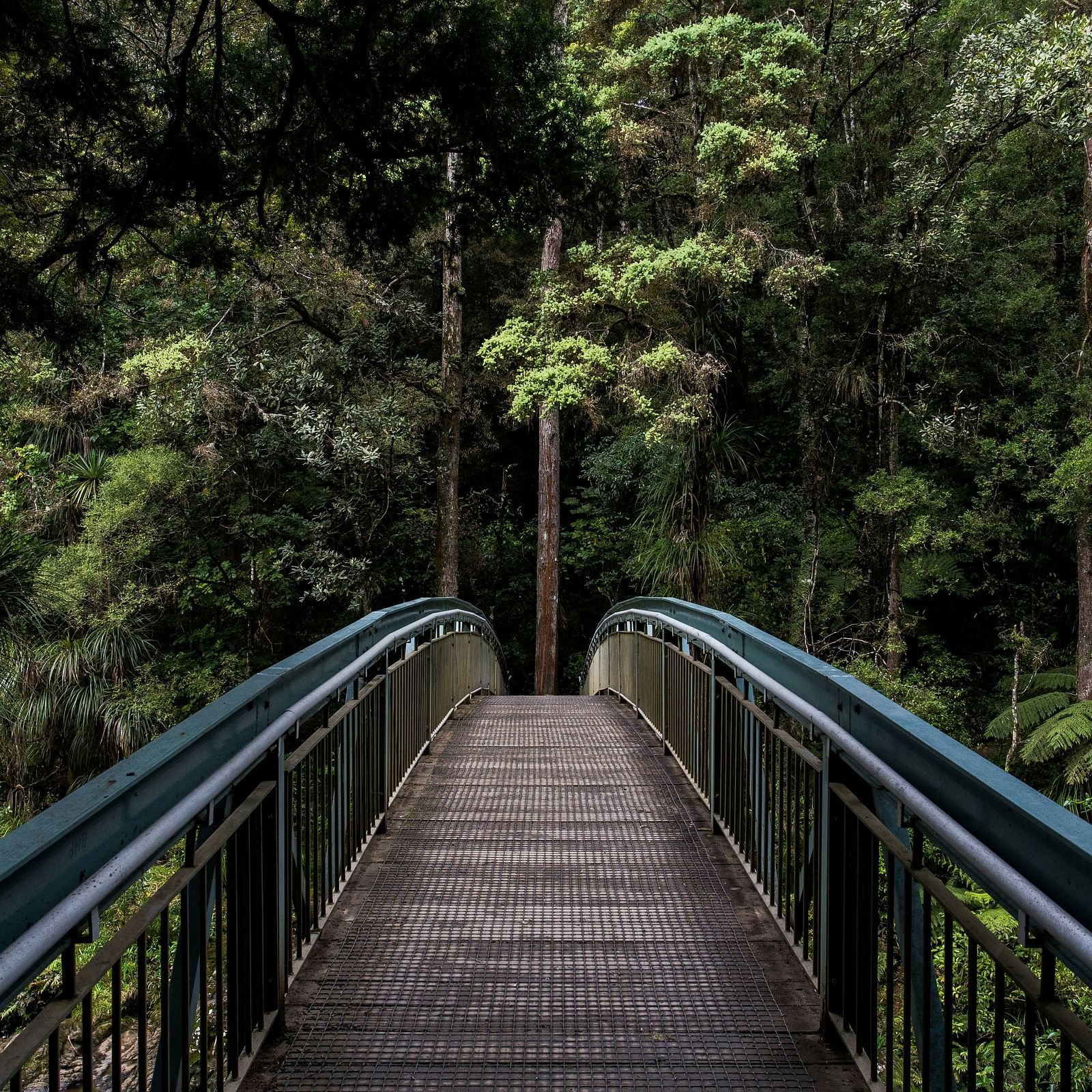 A narrow metal bridge stretches into a dense, green forest, inviting visitors to explore the lush foliage and towering trees that surround it. The scene is serene and enveloped in natural beauty.