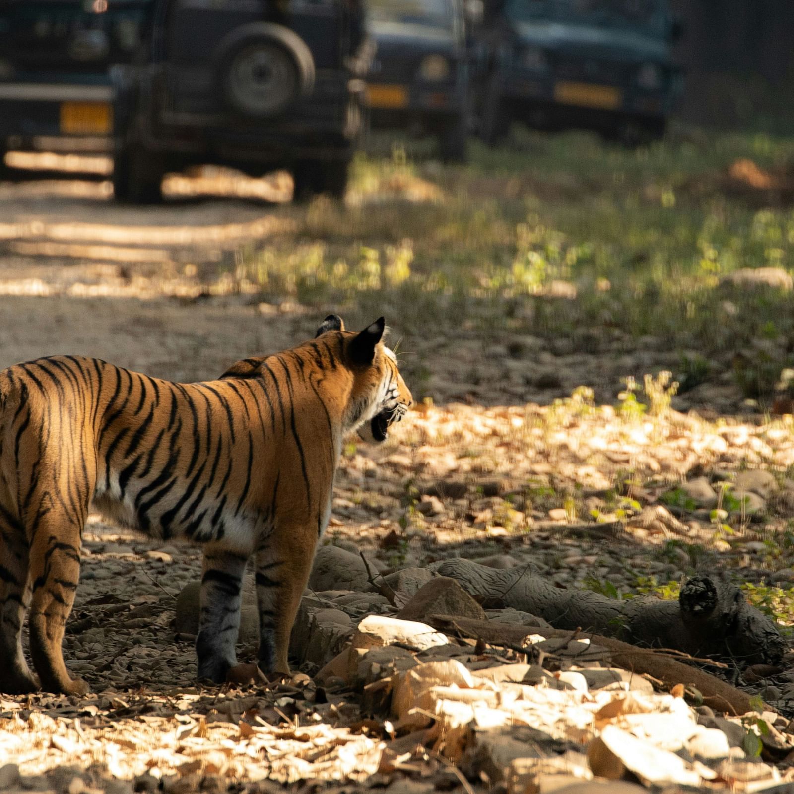 A bengal tiger looking into the distance on a road inside Jim Corbett National Park