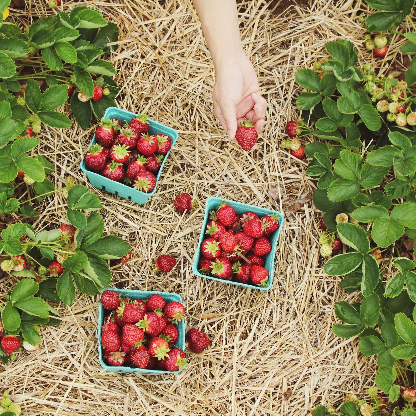 Freshly harvested strawberries placed in small crates on a straw-covered field