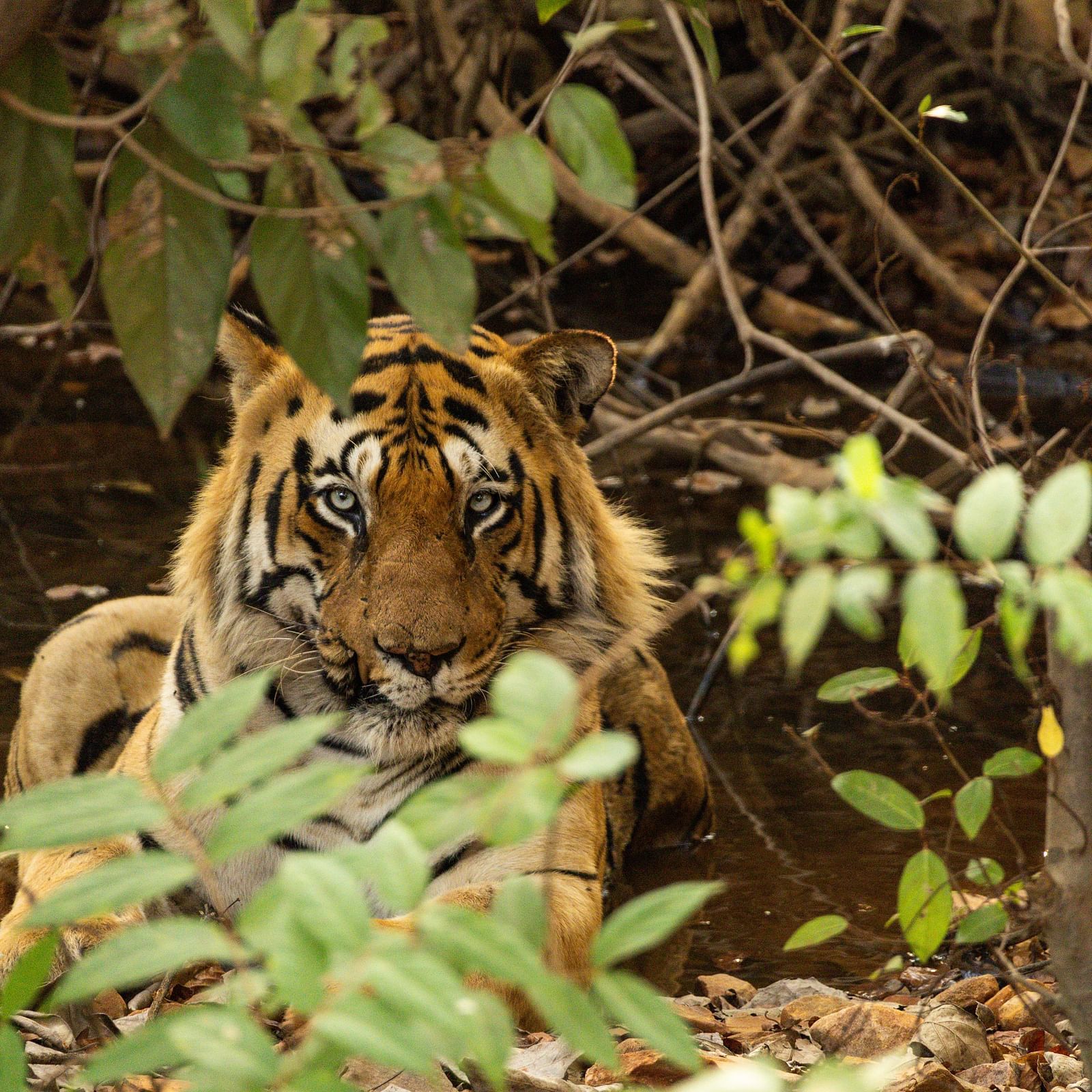 A Bengal tiger looking at the camera at Trees N Tigers, Tadoba.
