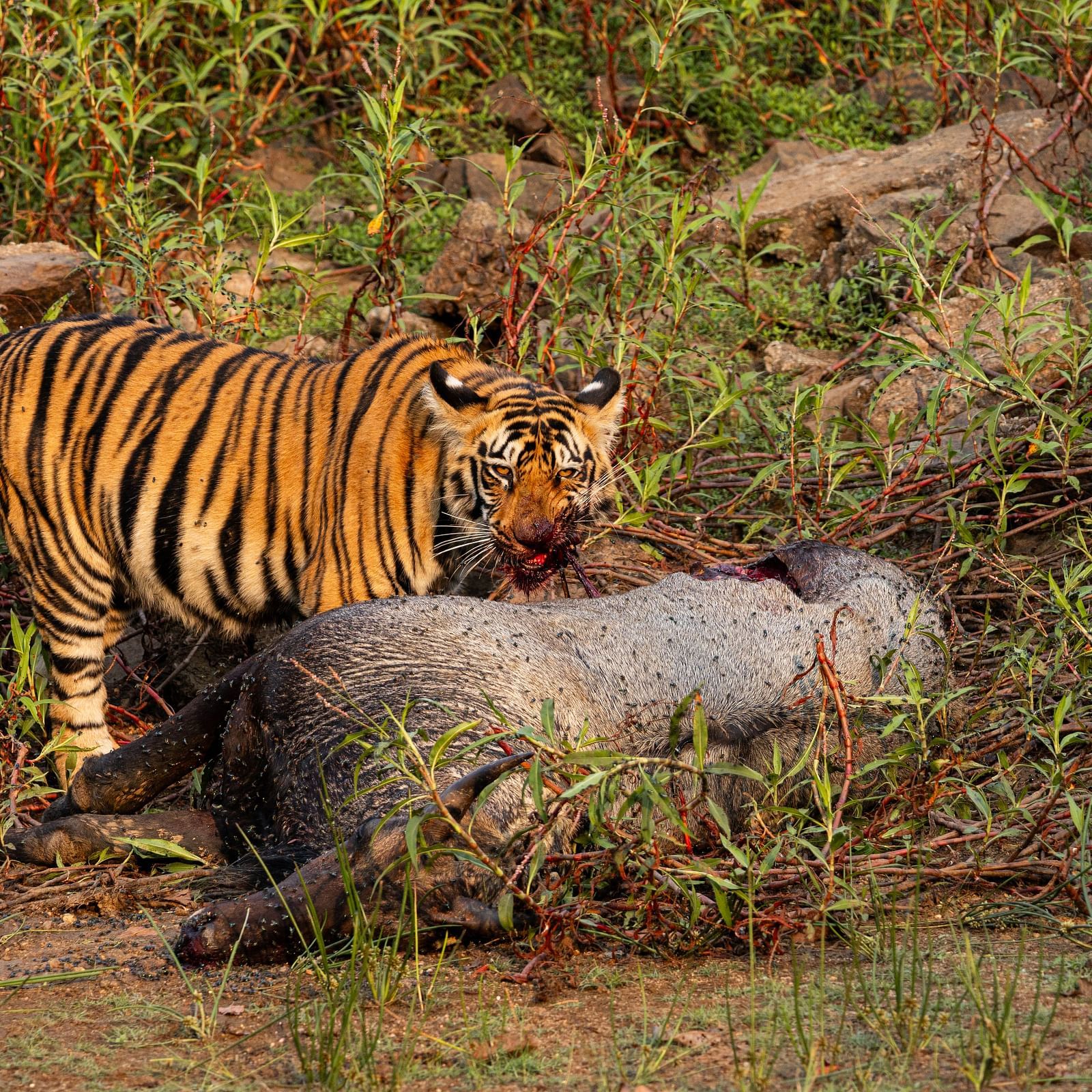 Image of a Bengal tiger at Trees N Tigers, Tadoba.