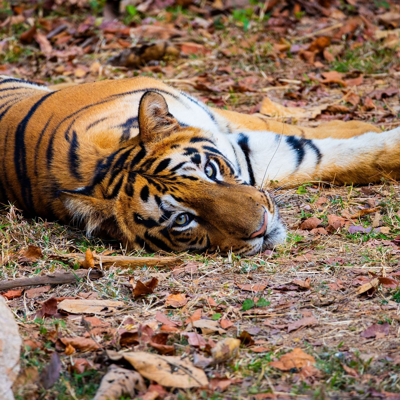 A Bengal tiger lying on the ground at Trees N Tigers, Tadoba.