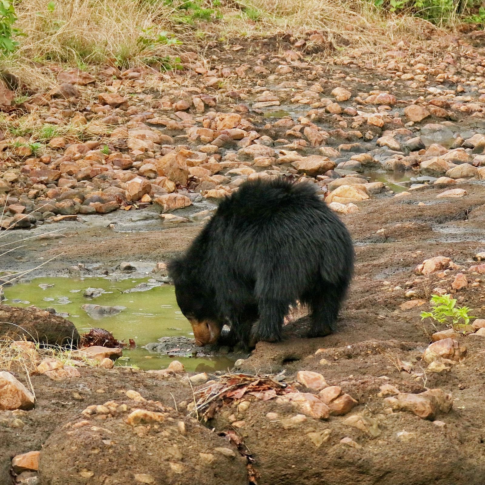 A bear at Tadoba Andhari Tiger Reserve.