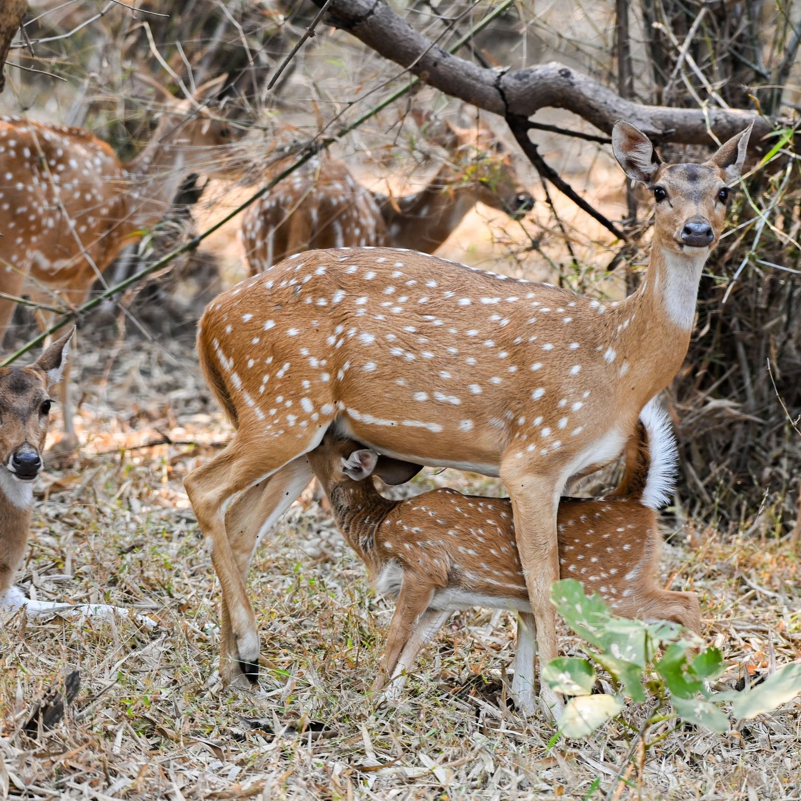 A baby deer drinking milking from its mother while she looks at the camera at Trees N Tigers, Tadoba.