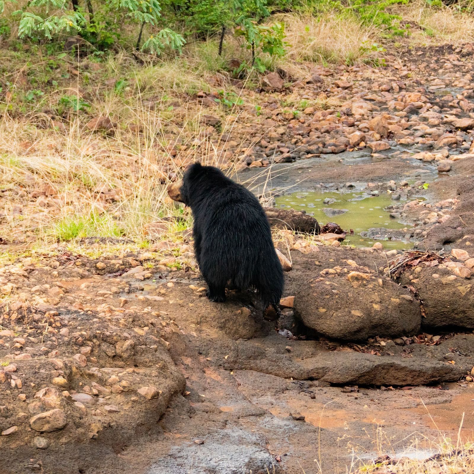 A small bear sitting on a boulder at Trees N Tigers, Tadoba.