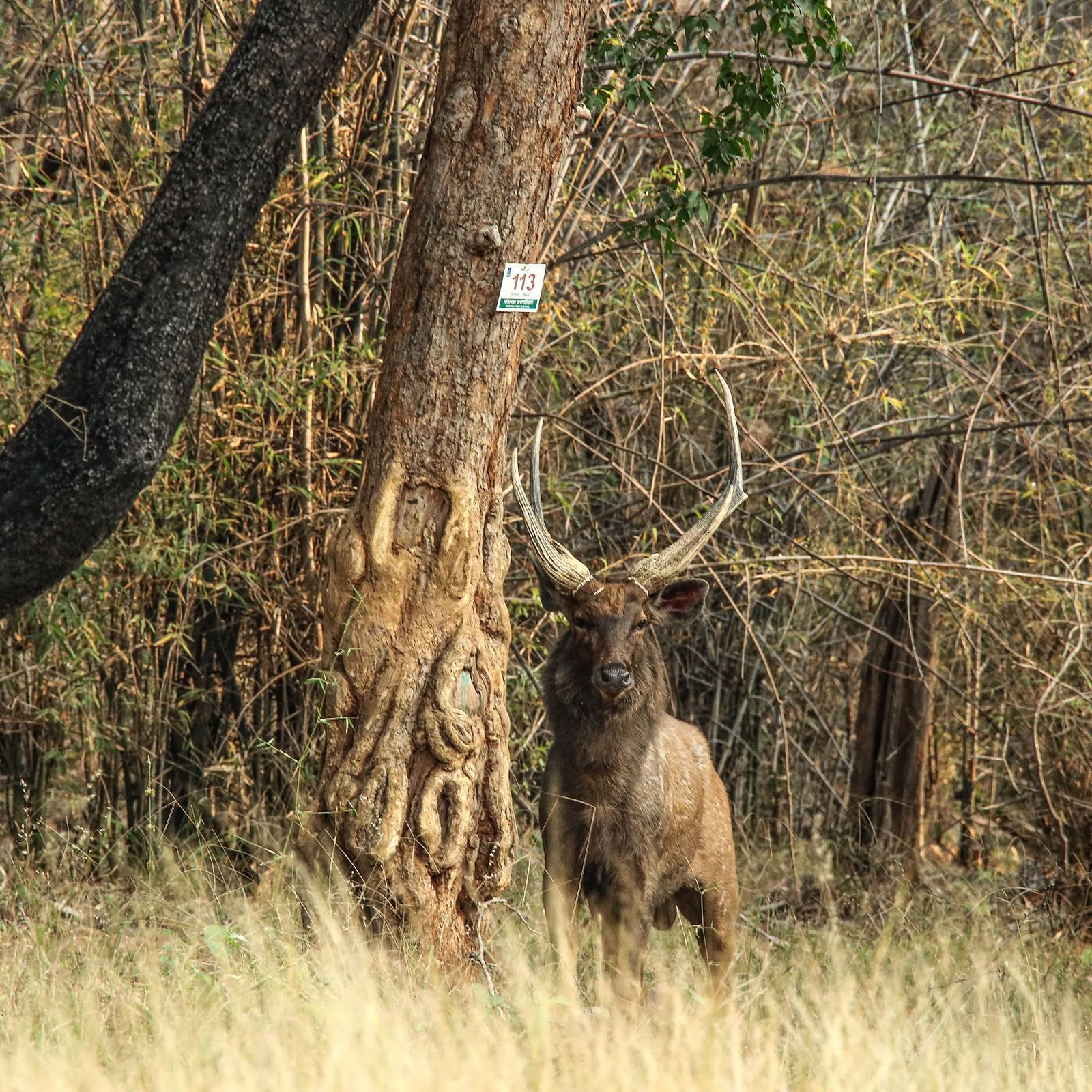 A Sambar looking at the camera at Trees N Tigers, Tadoba.