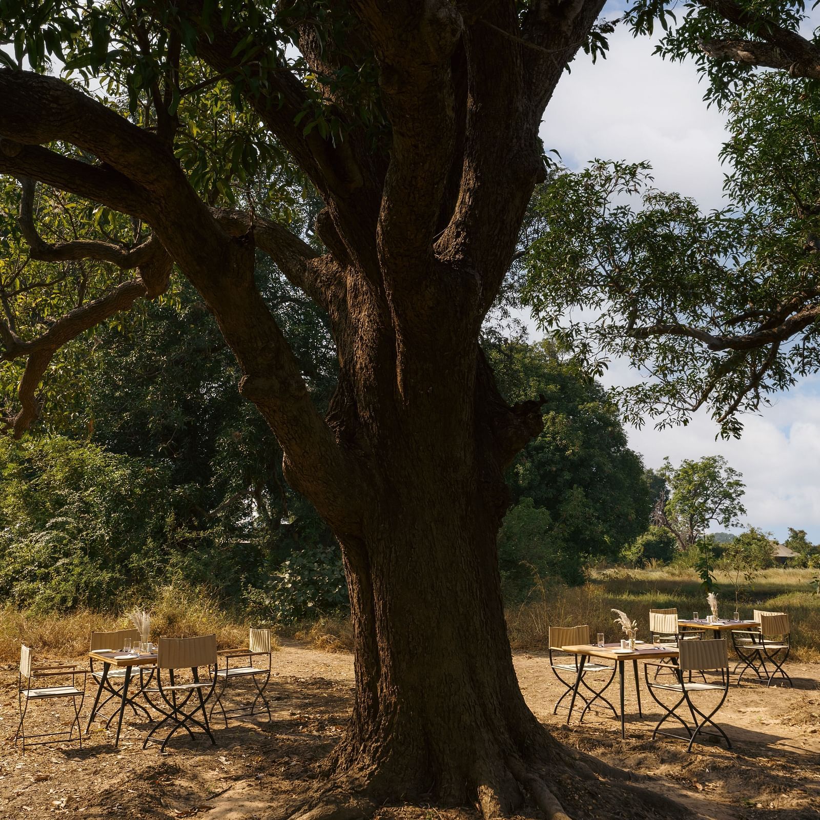 Outdoor dining among the trees at Trees N Tigers, Tadoba.