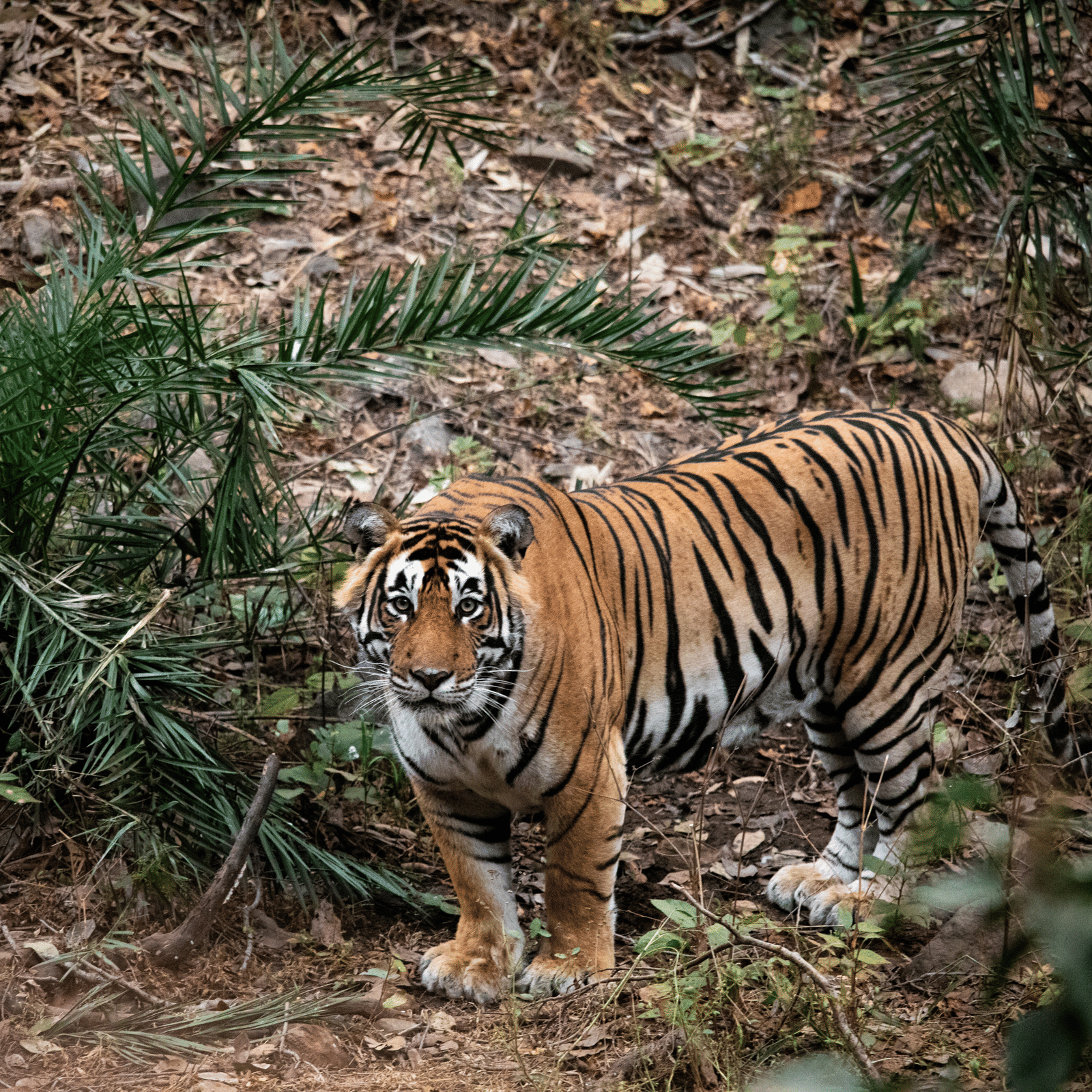 A tiger standing in the wilderness with small vegetation around while looking into the camera.