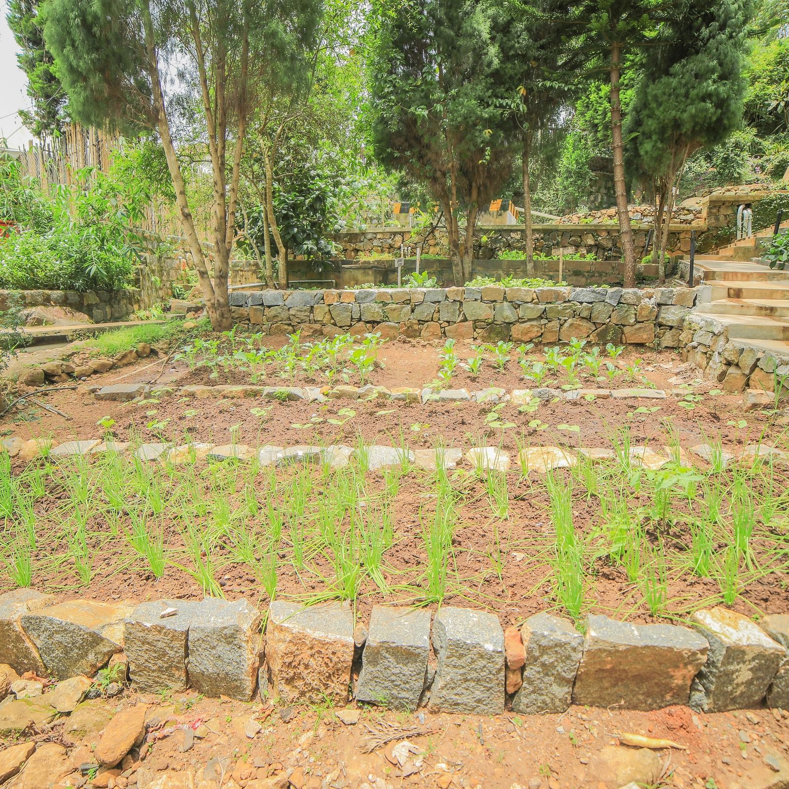 Image of a garden with vegetables growing on it and trees on the the background at WOW Bison Woods.