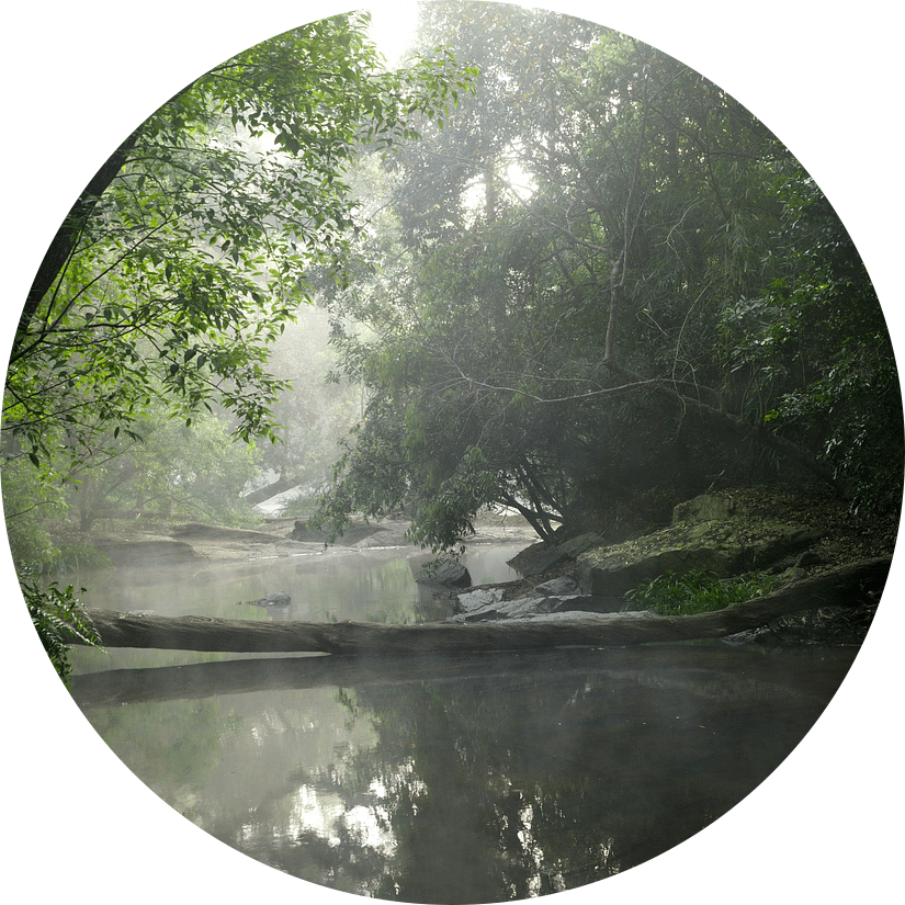 Misty river flowing through a green forest.