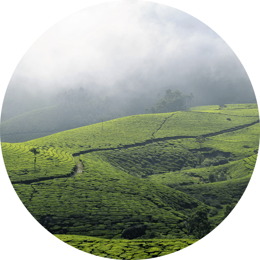 Lush green tea plantations in Chikmagalur surrounded by mist-covered hills and low-hanging clouds.