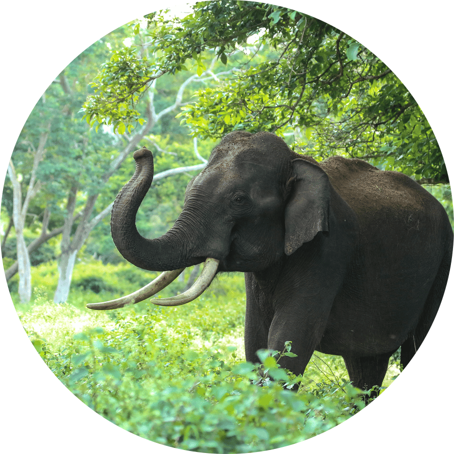 A wild elephant walking through dense green forest vegetation, showing its natural habitat with trees, shrubs, and filtered sunlight.