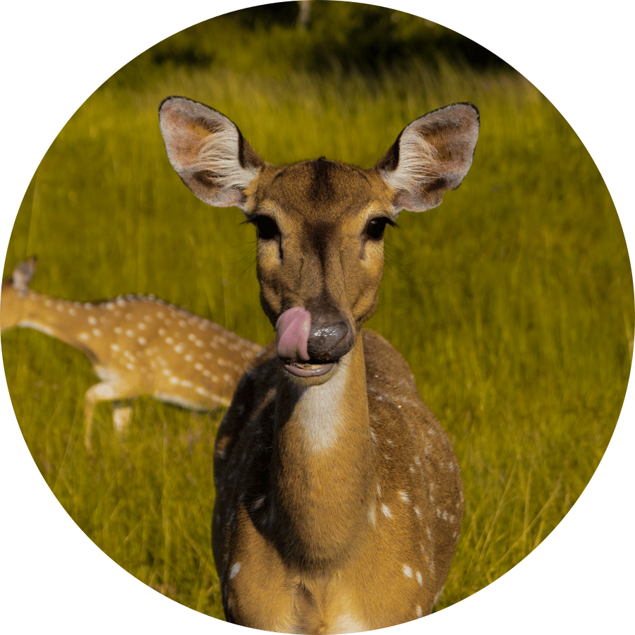 Deer with its tongue out