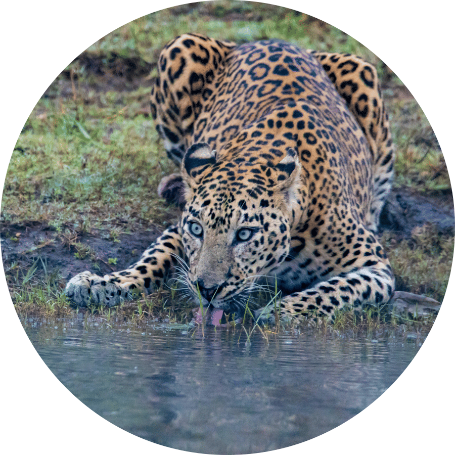 A leopard drinking water from the Kabini lake