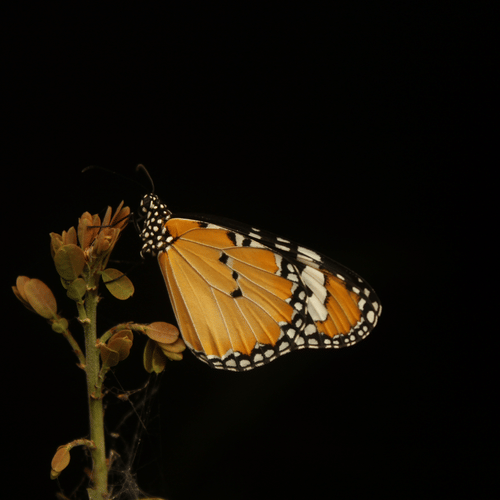 A Closeup of Plain Tiger Butterfly