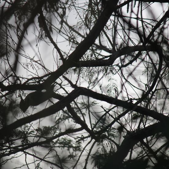 image of jungle