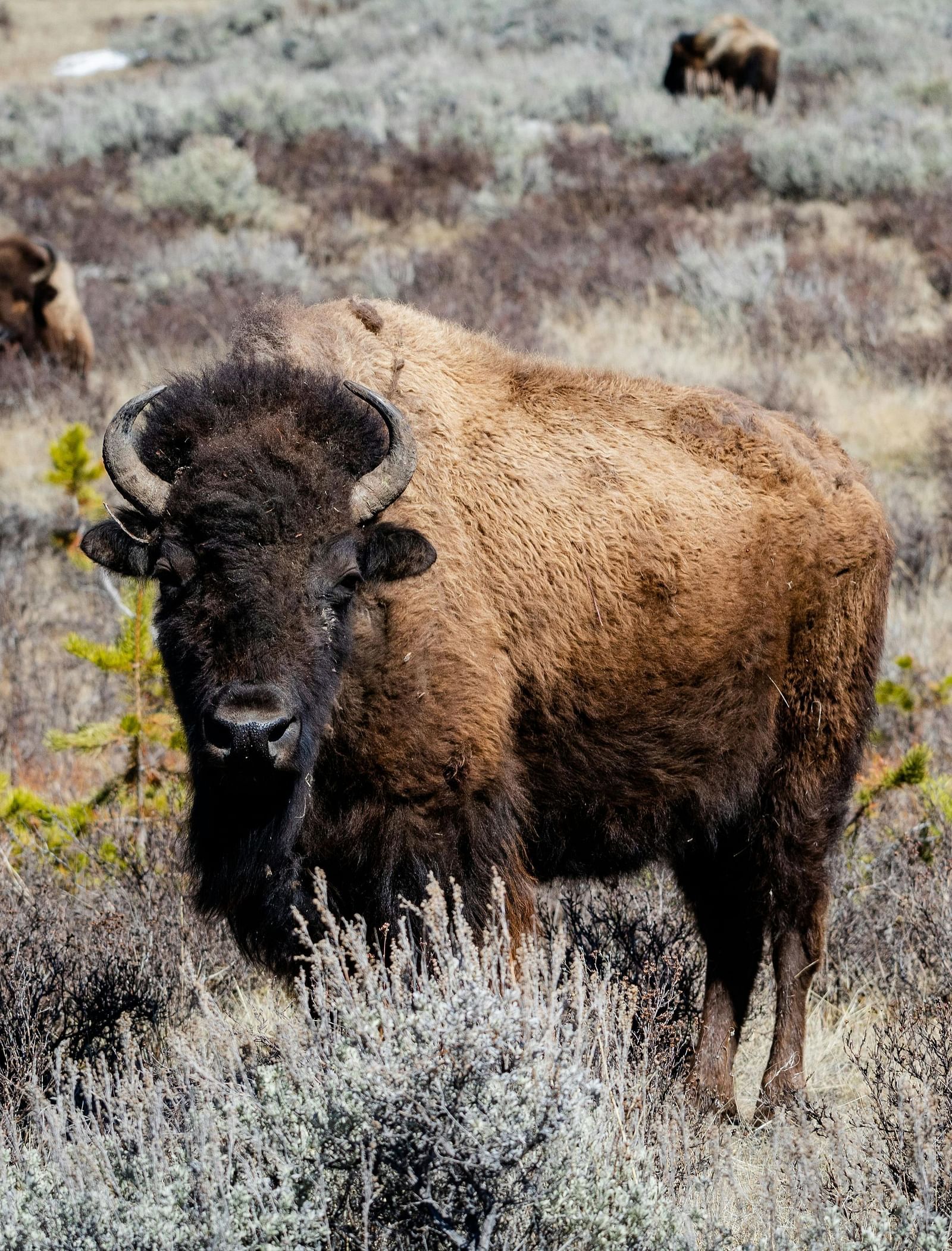A bison standing amidst bushes in Yosemite during the day.