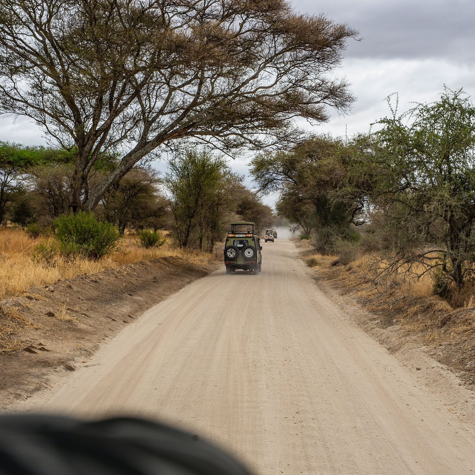 two safari jeeps travelling on a smooth pathway in a forest 