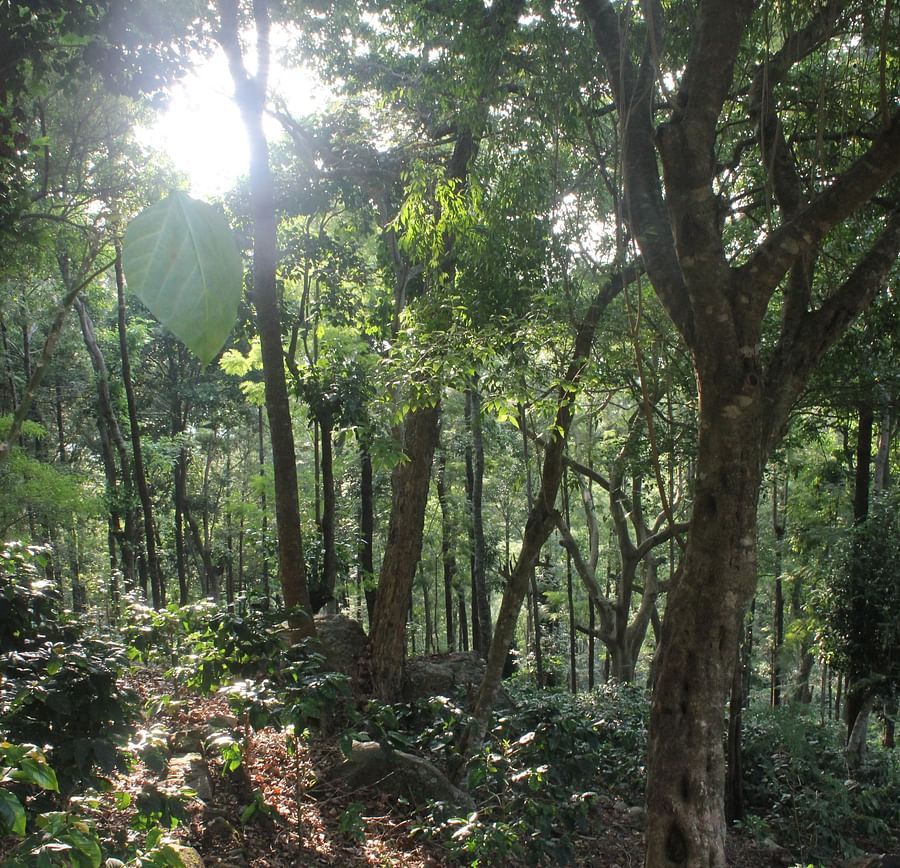 alt-text Let s Camp Yercaud activity coffee estate