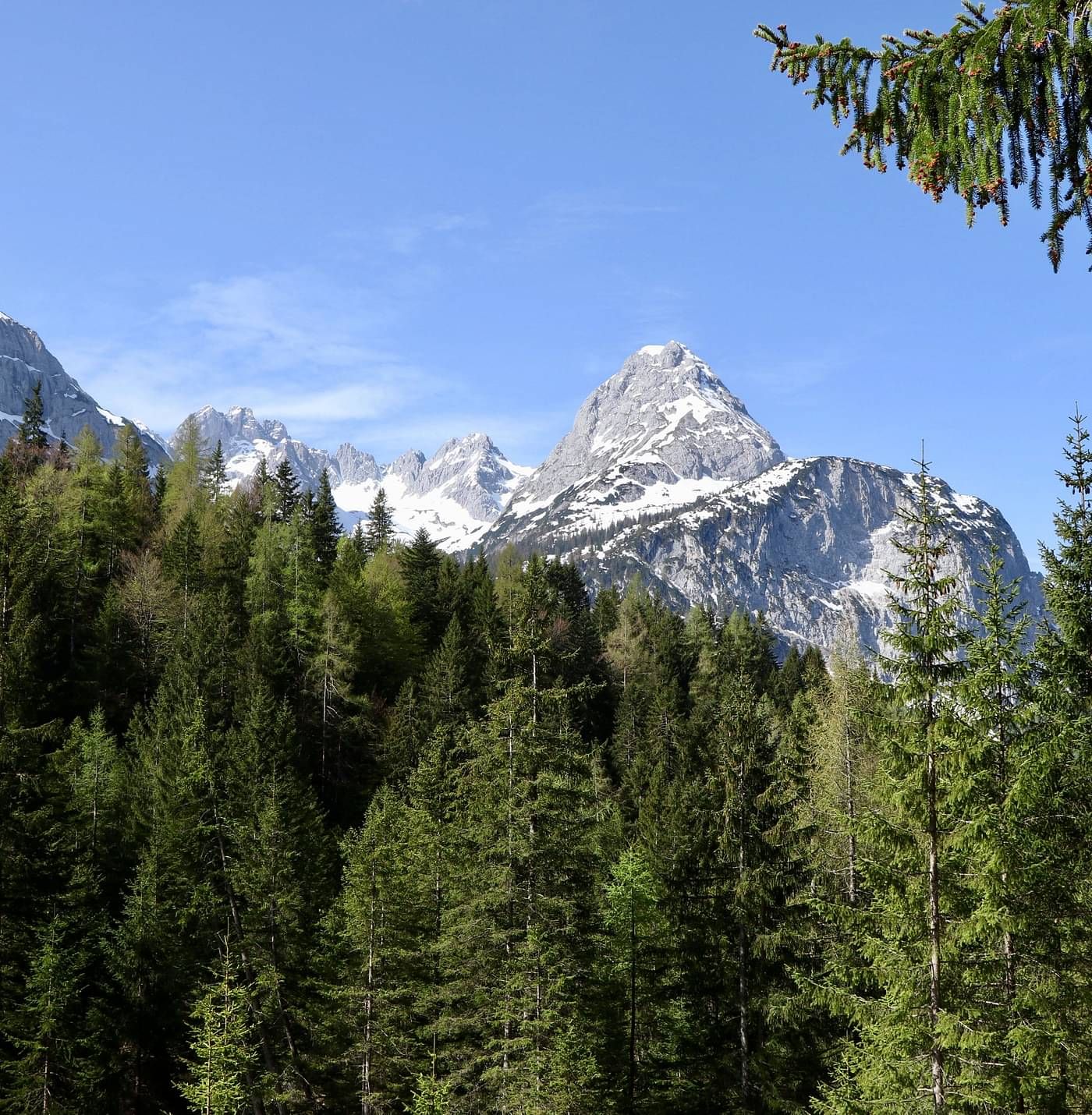 A scenic mountain landscape with snow-capped peaks in the distance, contrasted by a dense forest of evergreen trees in the foreground under a clear, blue sky with some wispy clouds.