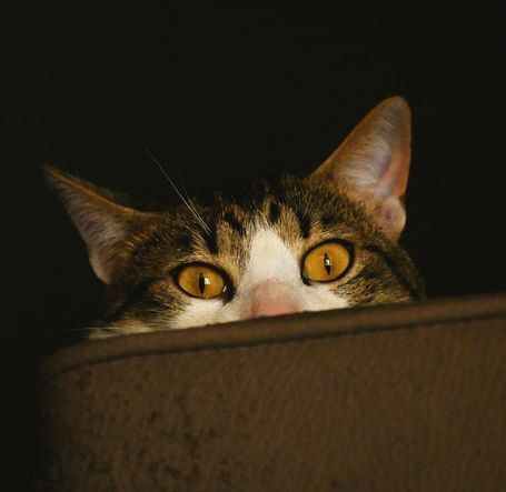 A cat peeking over the edge, eyes gleaming in curiosity
