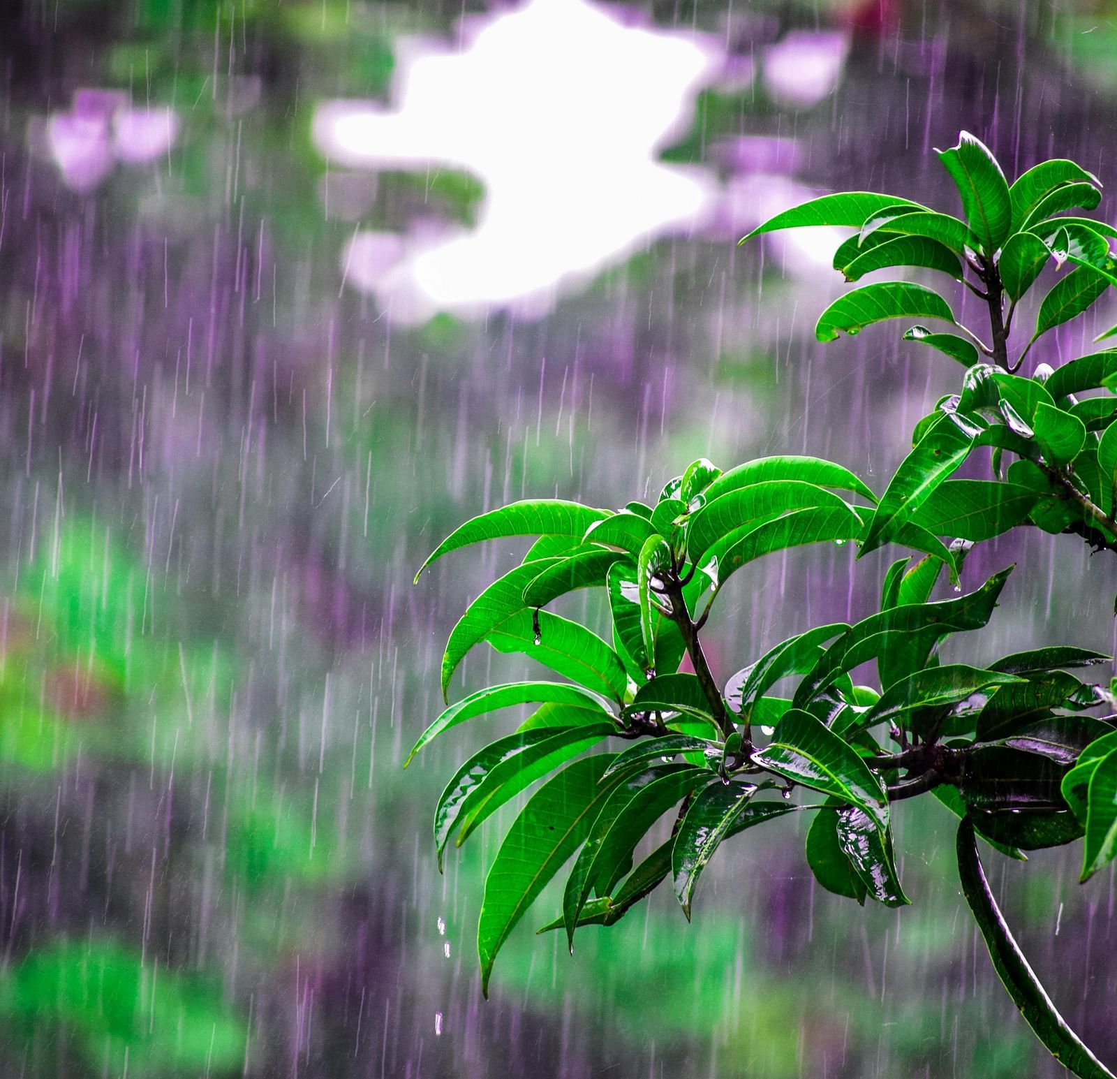 A close-up capture of a vibrant green plant with raindrops clinging to its leaves, set against a blurred background of soft purples and greens.