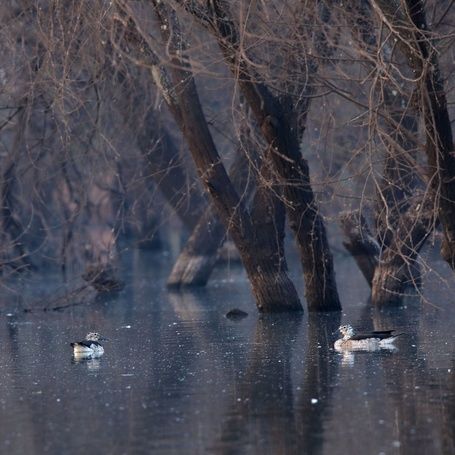 Two ducks swim in water surrounded by bare trees.