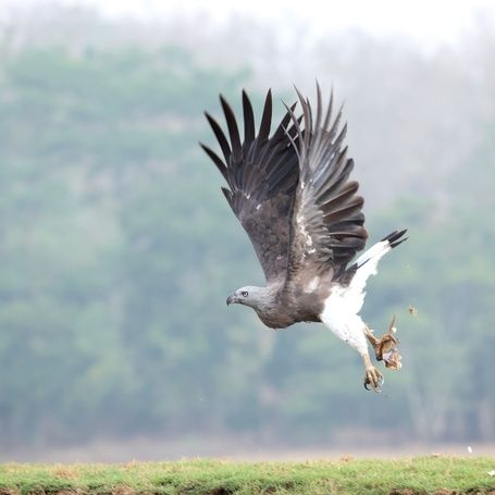 Grey-headed fish eagle in flight, holding prey.