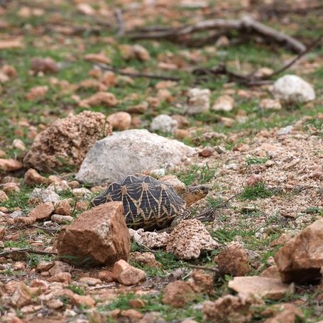 Indian Star Tortoise on grassy ground in Daroji sanctuary.