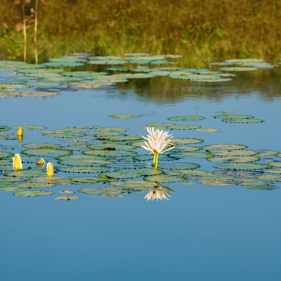 Tranquil pond with lily pads, white water lilies, and yellow buds reflecting surrounding greenery in a serene natural setting.