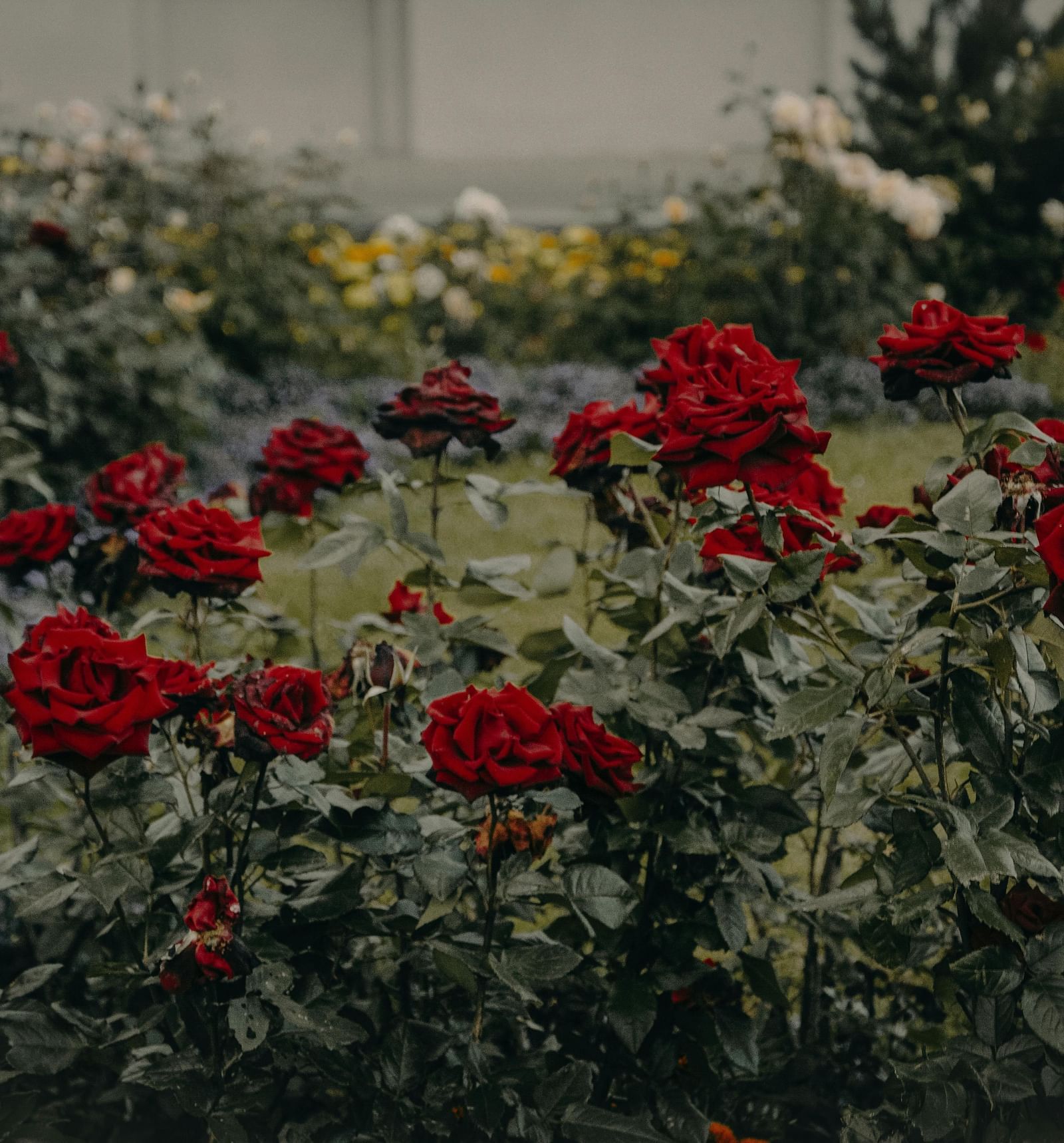 A close-up shot of a bush with red flowers.