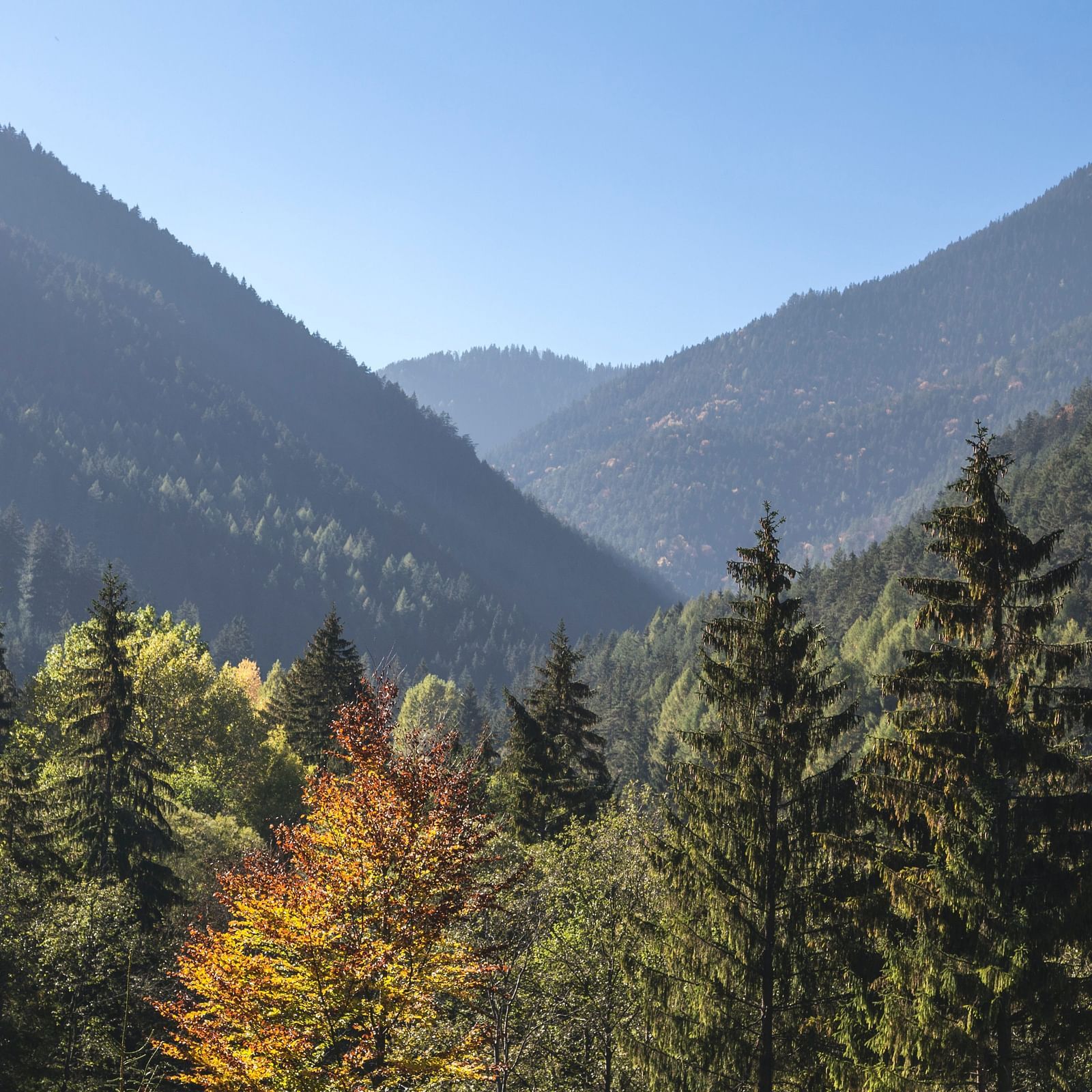 mountain ranges with tall green trees in the foreground
