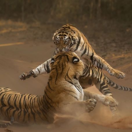 Clive Burns Right hook Remembering Tigers 8
