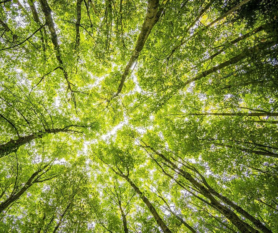 Looking upwards from the ground, a photograph captures the lush green canopy of a dense forest, with trees converging towards the center, backlit by a bright sky.