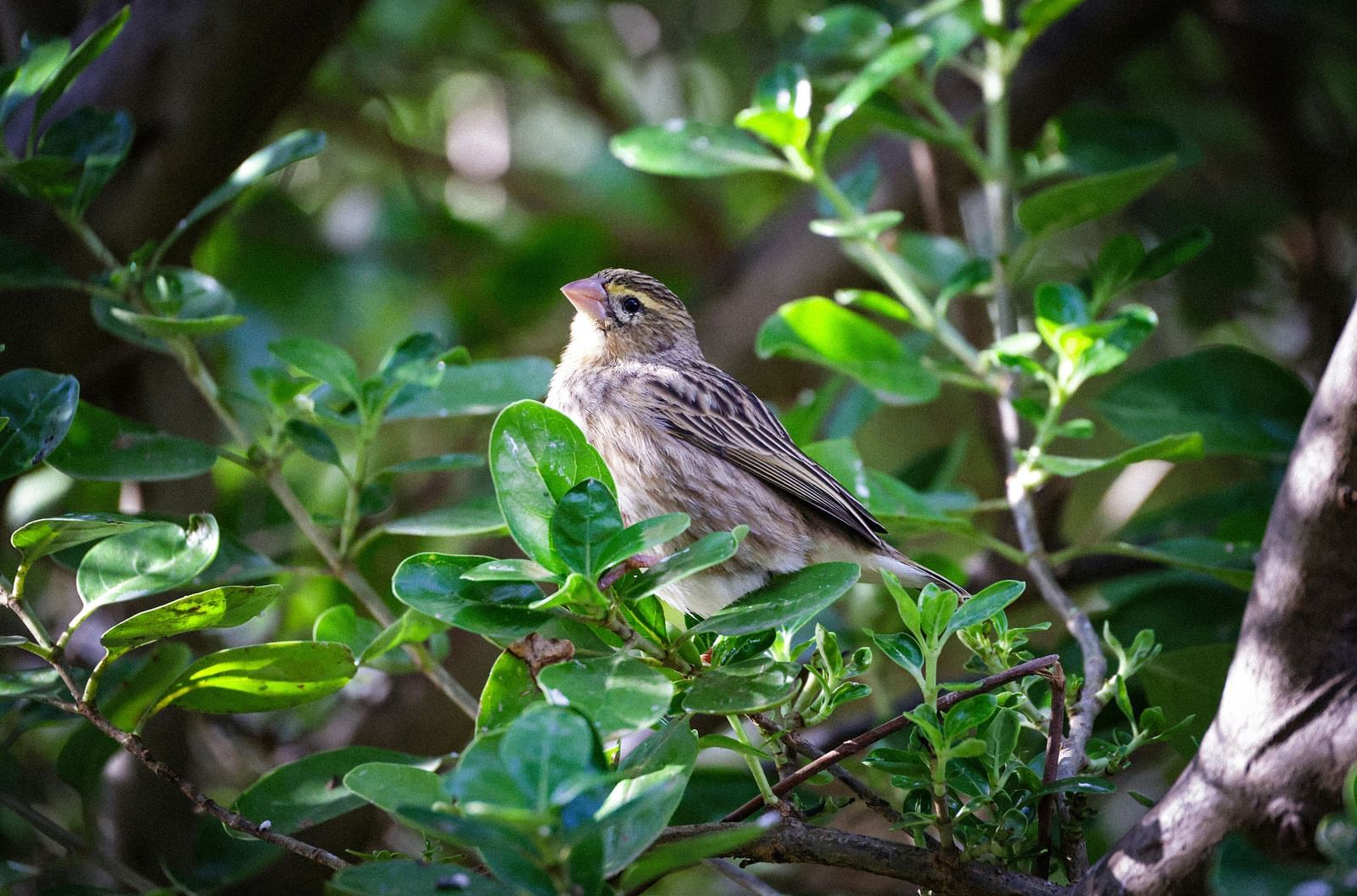 pexels-magda-ehlers-pexels-32707903