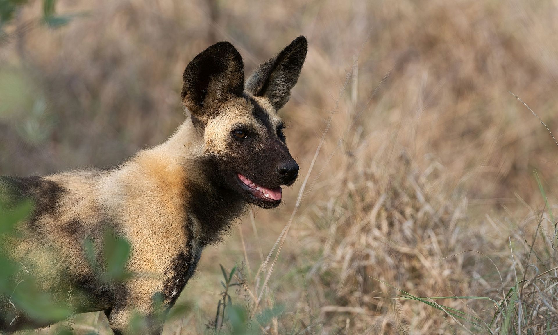 WILD DOG 2