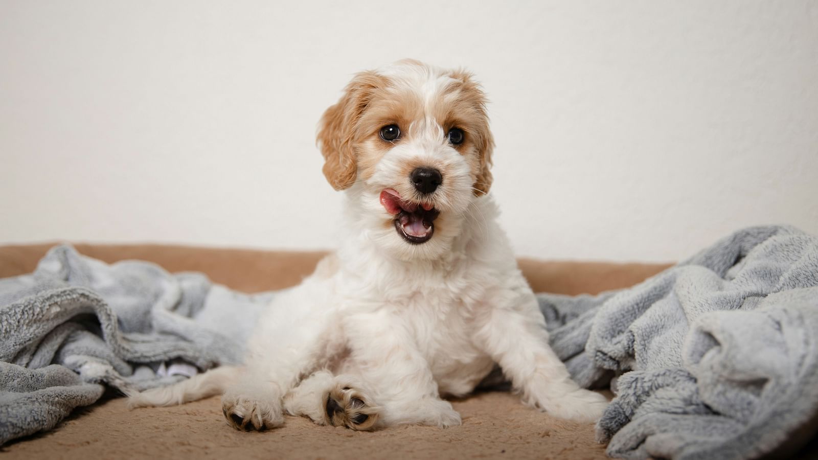 a dog sitting on a bed with a blanket surrounding it