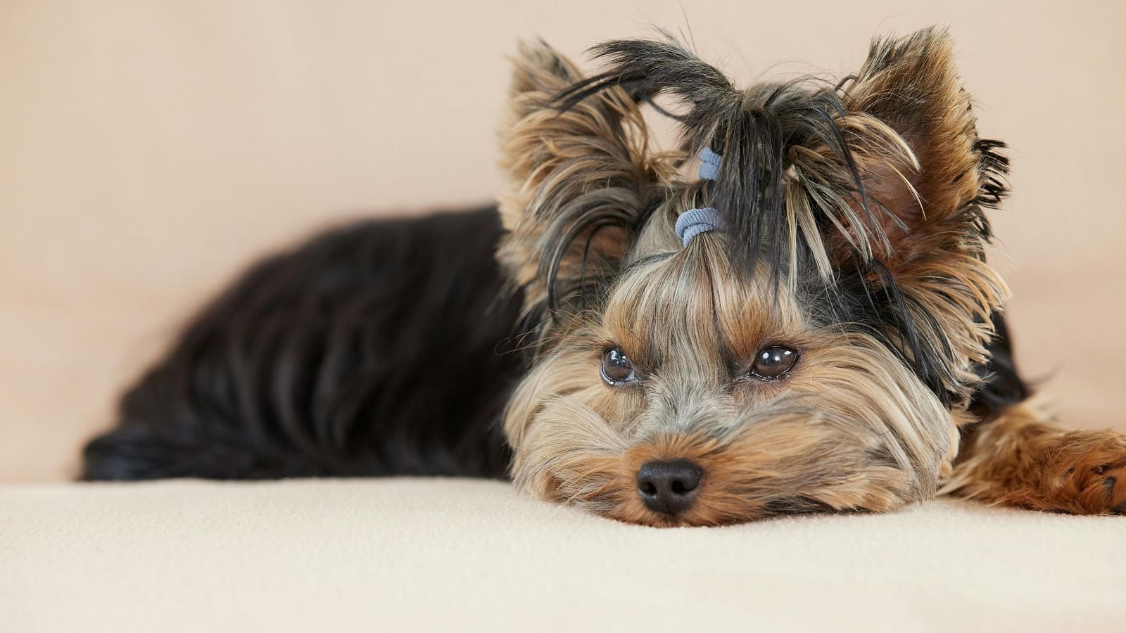 A Yorkshire Terrier laying down with a small pony on top