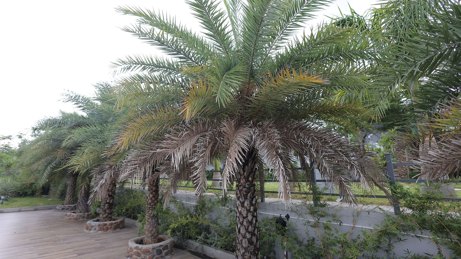 Cluster of tall palm trees along paved walkway at Trishvam Symphony, Krishnagiri.