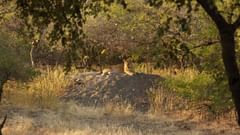 a solitary lion sitting on a boulder surrounded by nature in the Gir forest