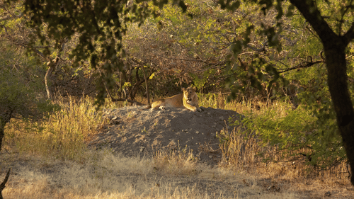 a solitary lion sitting on a boulder surrounded by nature in the Gir forest