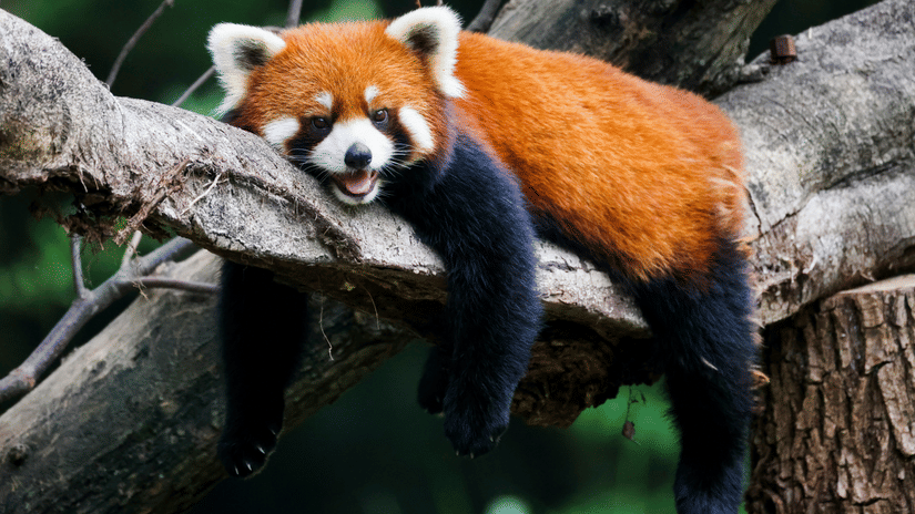 A rare Red Panda resting comfortably on a thick tree branch at the Padmaja Naidu Himalayan Zoological Park.