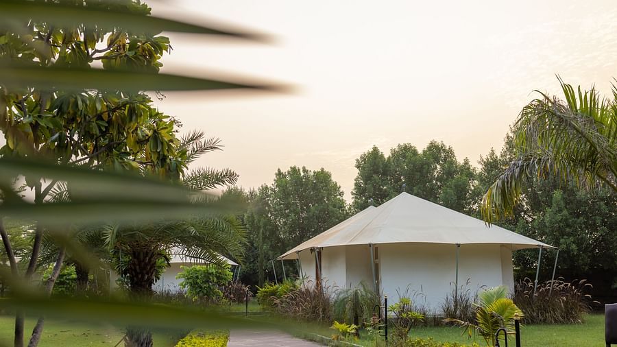 Exterior view of the tent area surrounded by a lush garden and trees at Clarks Safari, Ranthambore.