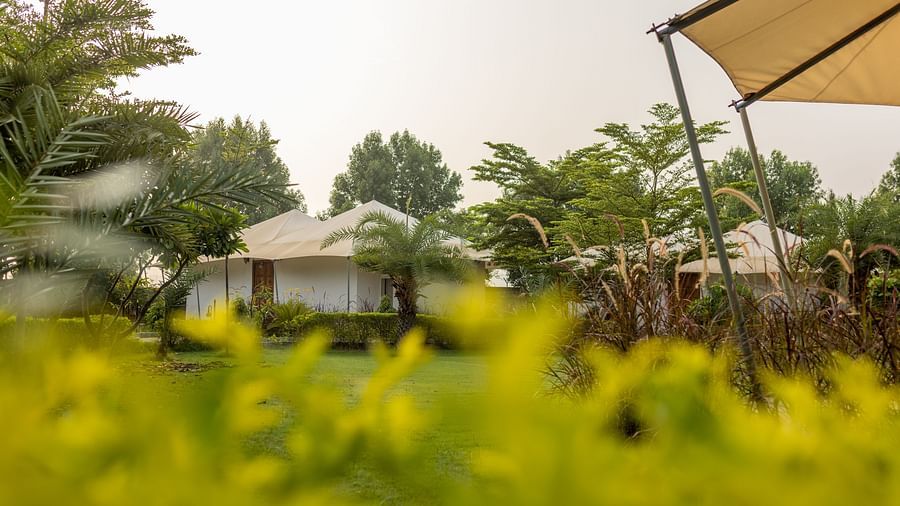 A view of luxurious tents at Clarks Safari, Ranthambore, framed by blooming  flowers and surrounded by tress.